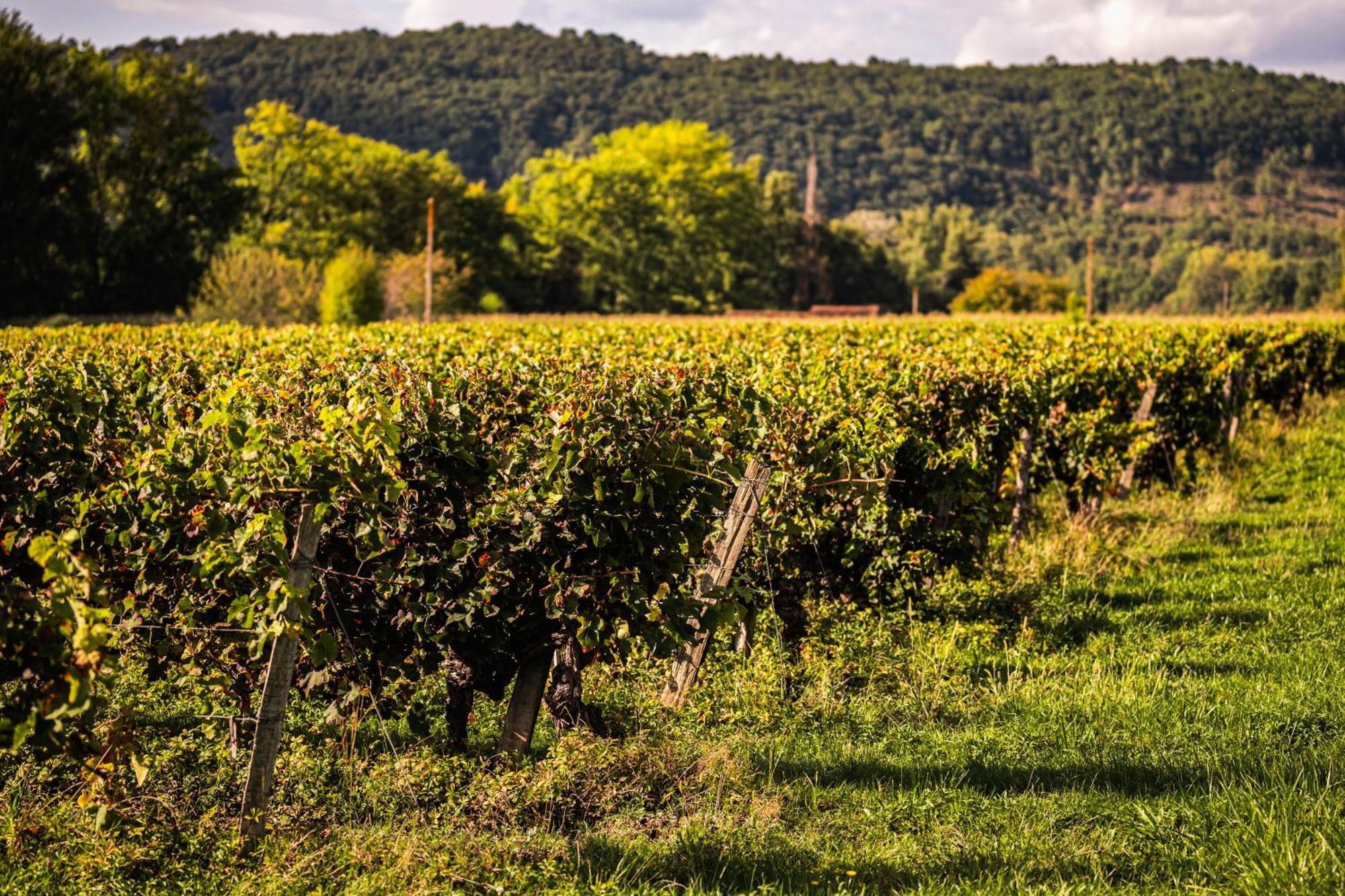Chateau La Gineste - Castle And Vineyard Duravel Exteriér fotografie